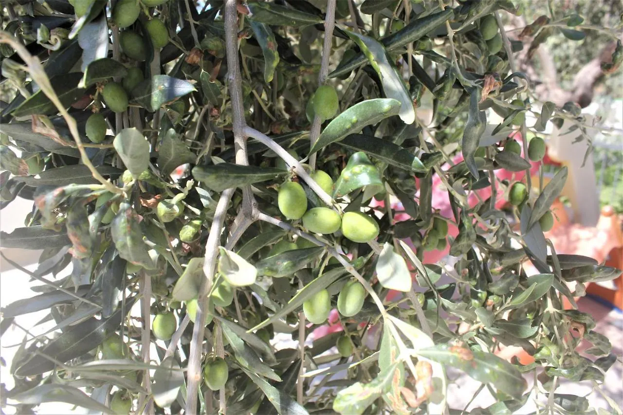 Fattoria Cristina - Bilo Verde Castelnuovo Magra